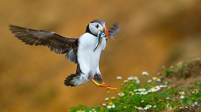 Wildlife photography tips puffin